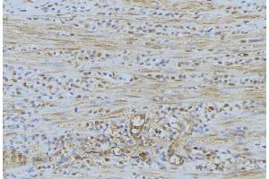 ABIN6274528 at 1/100 staining Mouse muscle tissue by IHC-P. (DUSL2 antibody  (C-Term))
