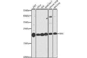 Western blot analysis of extracts of various cell lines using BAX Polyclonal Antibody at dilution of 1:1000.