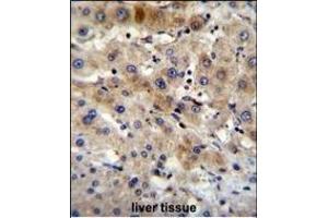 G7L Antibody 11191a immunohistochemistry analysis in formalin fixed and paraffin embedded human liver tissue followed by peroxidase conjugation of the secondary antibody and DAB staining. (ATG7 antibody  (AA 540-569))