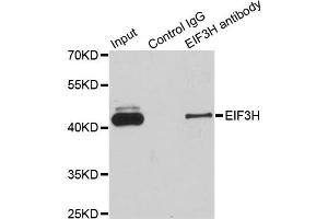 Immunoprecipitation analysis of 200ug extracts of Jurkat cells using 1ug EIF3H antibody (ABIN2562389). (EIF3H antibody)