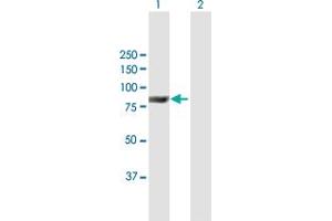 Western Blot analysis of ACOX2 expression in transfected 293T cell line by ACOX2 MaxPab polyclonal antibody. (Acox2 antibody  (AA 1-681))