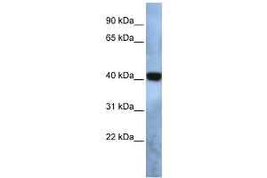 Western Blotting (WB) image for anti-Transmembrane Protein 115 (TMEM115) antibody (ABIN2459053) (TMEM115 antibody)