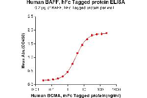 ELISA plate pre-coated by 2 μg/mL (100 μL/well) Human BAFF, hFc tagged protein (ABIN6961113) can bind Human BCMA, mFc tagged protein (ABIN6961108) in a linear range of 0.
