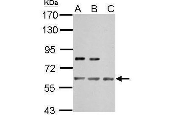 IMPDH2 antibody