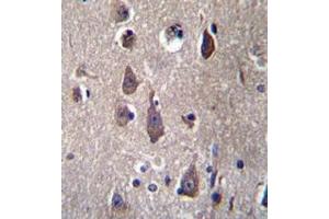 Immunohistochemistry analysis in human brain tissue (formalin-fixed, paraffin-embedded) using PCDHB12  Antibody  (C-term), followed by peroxidase conjugation of the secondary antibody and DAB staining. (PCDHB12 antibody  (C-Term))