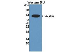 Figure. (DHODH antibody  (AA 35-392))