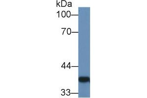Western Blot; Sample: Rat Colon lysate; ;Primary Ab: 1µg/ml Rabbit Anti-Rat GAL4 Antibody;Second Ab: 0. (GAL4 antibody  (AA 19-324))