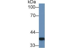 Western Blot; Sample: Rat Colon lysate; ;Primary Ab: 1µg/ml Rabbit Anti-Rat GAL4 Antibody;Second Ab: 0.
