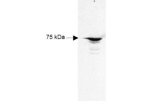 Figure 1. (RFX5 antibody  (AA 320-494))