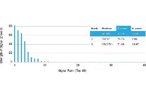 Protein Array (PAr) image for anti-GTP Cyclohydrolase I Feedback Regulator (GCHFR) antibody (ABIN7456200) (GCHFR antibody)