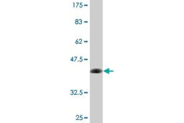 ZNF287 antibody  (AA 231-330)