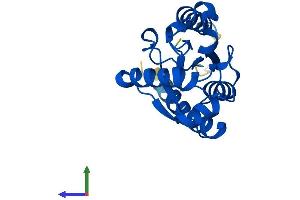 AlphaFold protein structure predicition of Human Recombinant NMRK1 Protein, UniprotID Q9NWW6