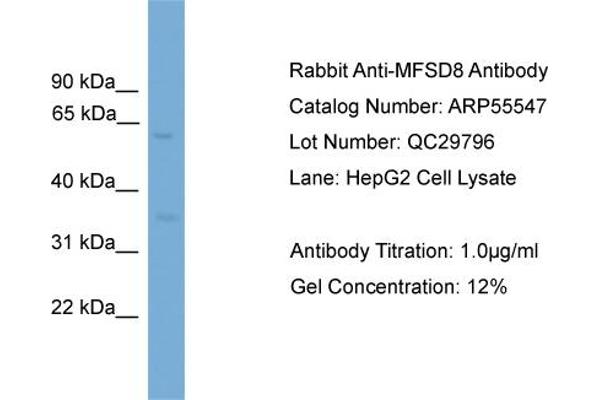 MFSD8 antibody  (Middle Region)