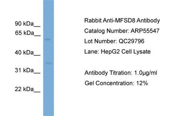 MFSD8 anticorps  (Middle Region)