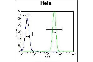 Flow cytometric analysis of Hela cells (right histogram) compared to a negative control cell (left histogram). (MSH2 antibody  (AA 637-665))