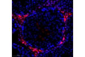 Immunofluorescence of paraffin embedded mouse testis using hmgn1 (ABIN7074222) at dilution of 1: 1000 (350x lens) (HMGN1 antibody)