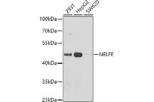Western blot analysis of extracts of various cell lines using NELFE Polyclonal Antibody at dilution of 1:1000. (RDBP antibody)