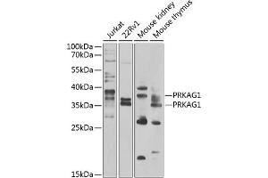 Western blot analysis of extracts of various cell lines, using PRK antibody (ABIN6132517, ABIN6146187, ABIN6146188 and ABIN6223135) at 1:1000 dilution. (PRKAG1 antibody  (AA 1-331))