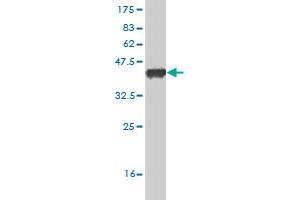 Western Blot detection against Immunogen (36. (JMJD1C antibody  (AA 2-99))