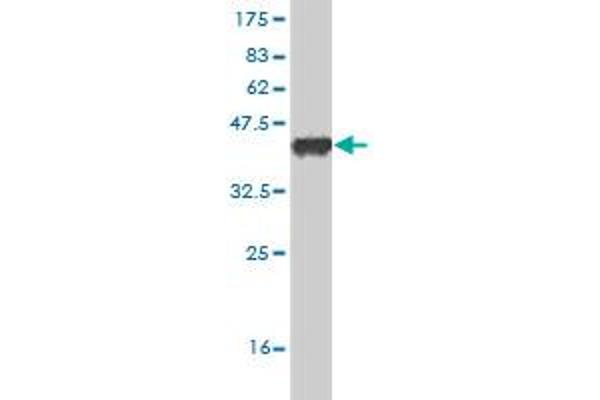 JMJD1C antibody  (AA 2-99)