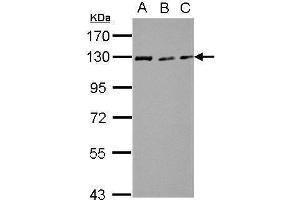 WB Image Sample (30 ug of whole cell lysate) A: NIH-3T3 B: JC C: BCL-1 7. (RAD21 antibody  (Center))