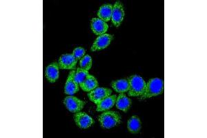 Immunofluorescence (IF) image for anti-CD46 (CD46) antibody (ABIN3002132) (CD46 antibody)