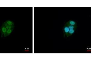 ICC/IF Image BAF57 antibody [C3], C-term detects BAF57 protein at nucleus by immunofluorescent analysis. (SMARCE1 antibody  (C-Term))