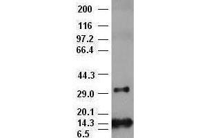 Western Blotting (WB) image for anti-Fibroblast Growth Factor 2 (Basic) (FGF2) (AA 10-155) antibody (ABIN1490786) (FGF2 antibody  (AA 10-155))