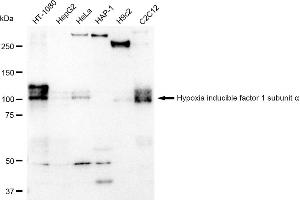 Western blotting analysis using Hypoxia inducible factor 1 subunit alpha antibody (ABIN7799017).