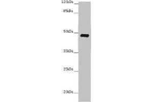 Western blot All lanes: E2F1 antibody at 7 μg/mL + 3T3 whole cell lysate Secondary Goat polyclonal to rabbit IgG at 1/10000 dilution Predicted band size: 47 kDa Observed band size: 47 kDa (E2F1 antibody  (AA 133-362))