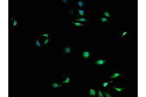 Immunofluorescence staining of A549 cells with ABIN7150685 at 1:100, counter-stained with DAPI. (DAPP1 antibody  (AA 1-280))