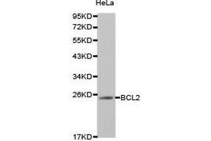 Western Blotting (WB) image for anti-B-Cell CLL/lymphoma 2 (BCL2) antibody (ABIN1871251) (Bcl-2 antibody)