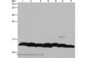Western blot analysis of K562 cell, mouse pancreas tissue and Hela cell, mouse thymus tissue and 293T cell, NIH/3T3 and LoVo cell, using HIST4H4 Polyclonal Antibody at dilution of 1:300 (Histone H4 antibody)