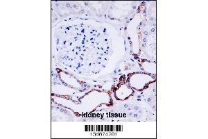 OTU7B Antibody immunohistochemistry analysis in formalin fixed and paraffin embedded human kidney tissue followed by peroxidase conjugation of the secondary antibody and DAB staining. (OTUD7B antibody  (C-Term))