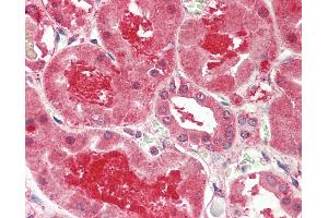 Anti-MFNG / Manic Fringe antibody IHC staining of human kidney. (Manic Fringe antibody  (C-Term))