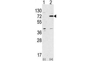 Western blot analysis of APG7 antibody and 293 lysate transiently transfected with the ATG7 gene. (ATG7 antibody  (AA 284-313))