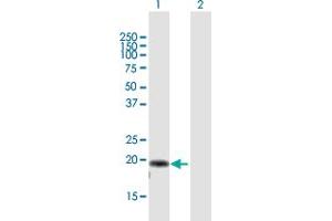 AP3S2 antibody  (AA 1-193)