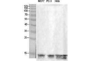 Western Blot (WB) analysis of specific cells using Histone H2B Polyclonal Antibody. (Histone H2B antibody  (Tyr723))