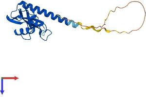 AlphaFold protein structure predicition of Human Recombinant CXorf65 Protein, UniprotID A6NEN9 (CXORF65 Protein (AA 1-183) (His tag))