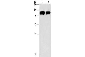 PIP5K1C antibody