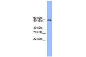 Image no. 1 for anti-Ubiquitin Specific Peptidase 1 (USP1) (AA 701-750) antibody (ABIN6745391) (USP1 antibody  (AA 701-750))