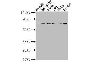 Vasn antibody  (AA 553-572)