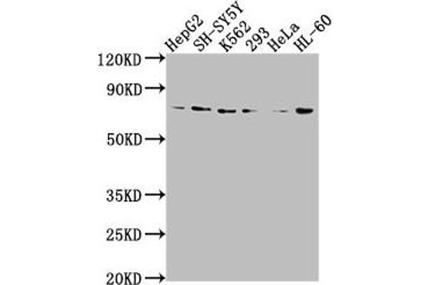 Vasn anticorps  (AA 553-572)
