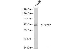 Western blot analysis of extracts of HepG2 cells using SLC27A2 Polyclonal Antibody. (SLC27A2 antibody)
