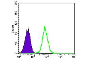 Flow cytometric analysis of K-562 cells using GYS1 monoclonal antibody, clone 3A7  (green) and negative control (purple) .