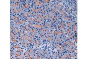 Used in DAB staining on fromalin fixed paraffin- embedded pancreas tissue (GP2 antibody  (AA 301-506))