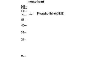 Western Blot (WB) analysis of Mouse Heart lysis using Phospho-Bcl-6 (S333) antibody.