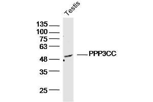 Mouse testis lysates probed with PPP3CC Polyclonal Antibody, Unconjugated  at 1:300 dilution and 4˚C overnight incubation.