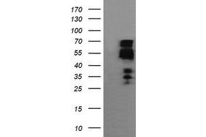 Image no. 1 for anti-Zinc Finger and SCAN Domain Containing 18 (ZSCAN18) antibody (ABIN1501858)