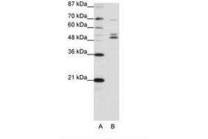 Image no. 1 for anti-Forkhead Box A2 (FOXA2) (C-Term) antibody (ABIN203148)
